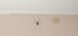 Spider - Bathroom Pest