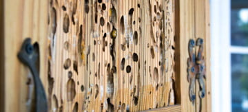 How to Treat a Woodworm Infestation - Featured Image