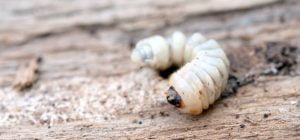 Woodworm larva