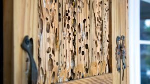 How to Treat a Woodworm Infestation