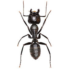 Ant - Pantry Pest