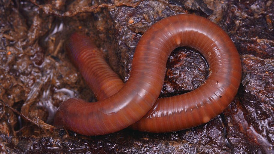 Australian Earthworm
