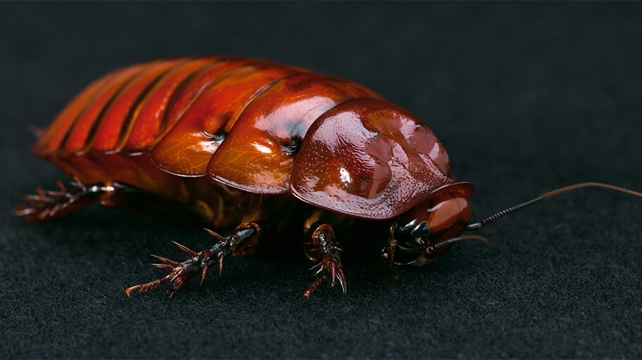 Burrowing Cockroach