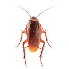 Cockroach - Pantry Pest