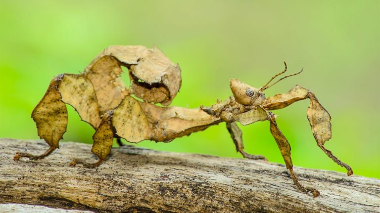 10 Weird Australian Insects You Won’t Believe Exist