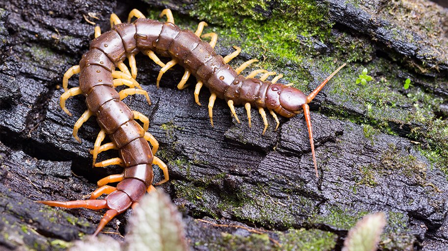 10 Weird Australian Insects You Won't Believe Exist
