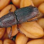 How to Get Rid of Weevils - Featured Image
