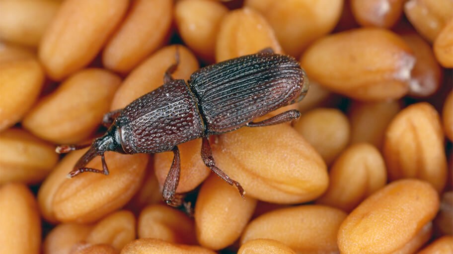 How to Get Rid of Weevils
