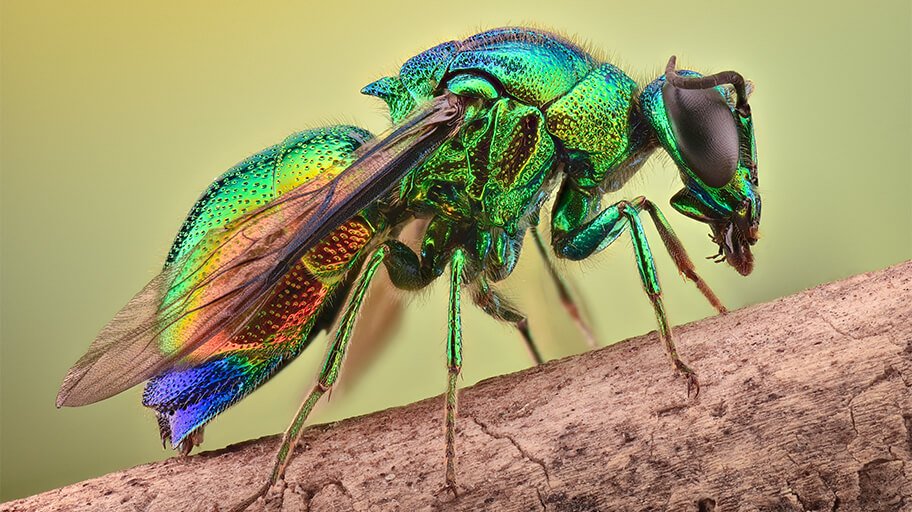 Loboscelidia Wasp