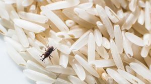 How evil are weevils? A guide to managing pantry pests, Australian food  and drink