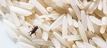 Pantry Bugs How to Deal with a Pest Infestation in Your Kitchen - Featured Image