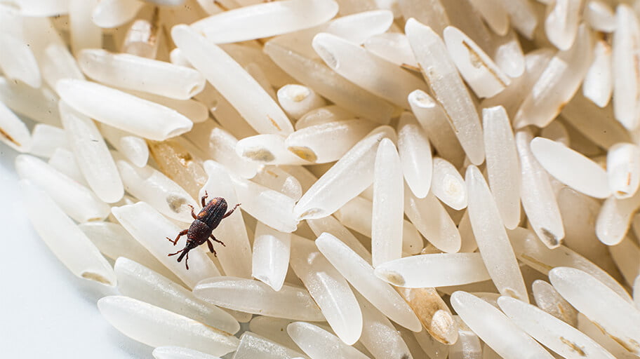 How to Get Rid of Weevils in Pantries and Cupboards