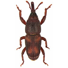 Weevil - Pantry Pest