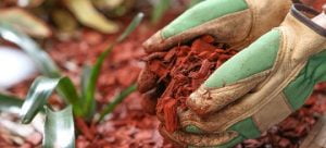 How to Mulch - Featured Image