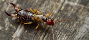 What Are Earwigs and How to Get Rid of Them Featured Image