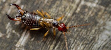 Earwig bug