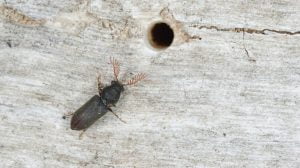 Wood borer beetle