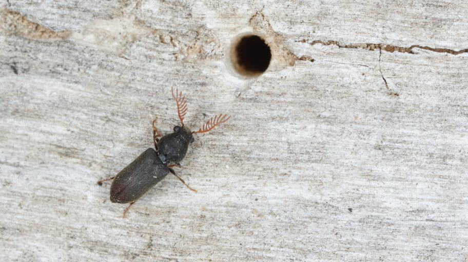 How to Get Rid of Wood Boring Beetles 