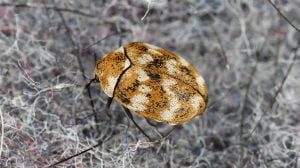 Carpet beetle on a piece of fabric