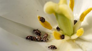 Many carpet beetles in a white flower