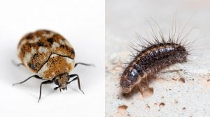 Adult Varied carpet beetle (Anthrenus verbasci) and larvae