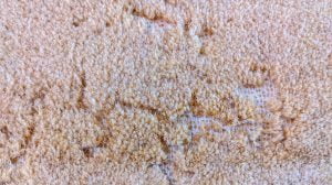 Damage on a carpet by a carpet beetle larvae