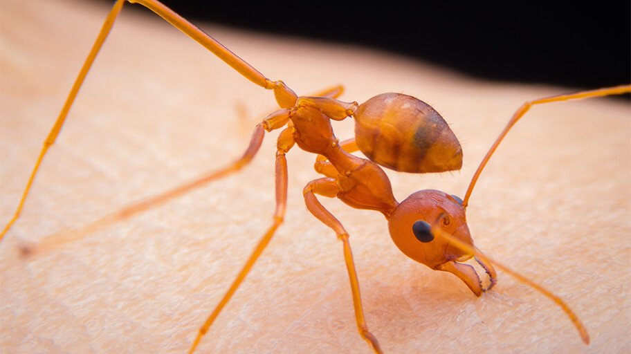 Are fire ants’ bites and stings dangerous?