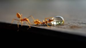 How to get rid of fire ants with home remedies