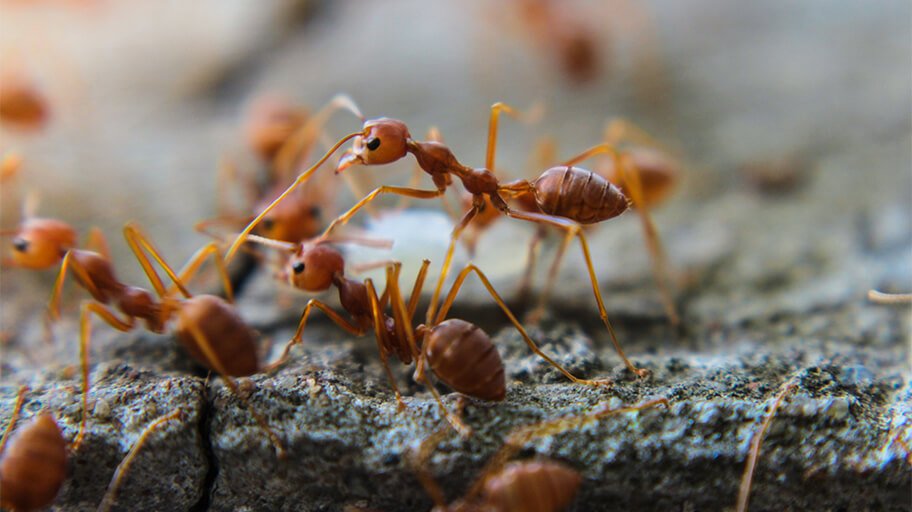 How to identify fire ants and why are they a concern?