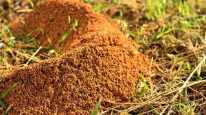 How to get rid of fire ants in the yard naturally