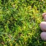 Kill moss in lawn