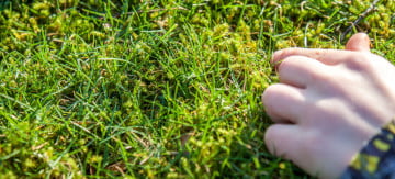 Kill moss in lawn