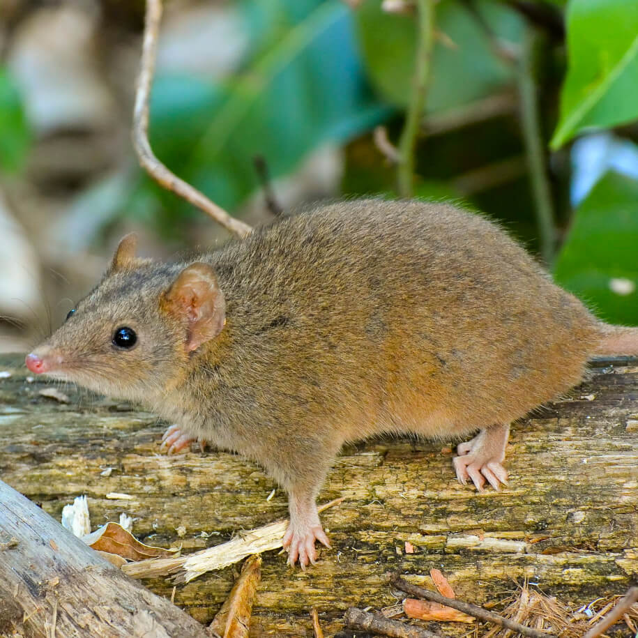Australian Marsupials and Rodents That Look Like Rats | How to recognise