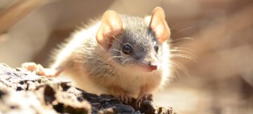Golden mouse yellow footed Antechinus, small Australian marsupial