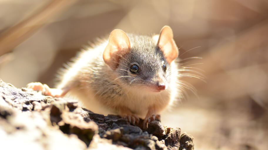 Golden Mouse Yellow Footed Antechinus, small Australian marsupial