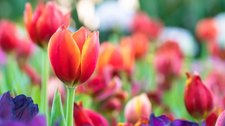 Spring Flowering Bulbs: What & When to Plant - Guide by Fantastic