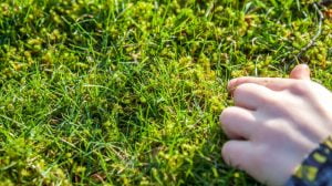 How to control moss in lawn