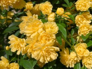 Lady Banks' rose (Rosa banksiae)
