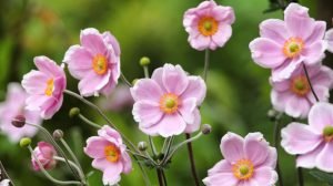 Low Maintenance Plants for Your Garden