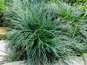 Mondo grass (Ophiopogon japonicus)