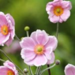 Low Maintenance Plants for Your Garden - Featured Image