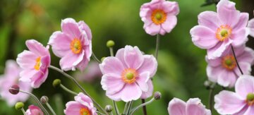 Low Maintenance Plants for Your Garden - Featured Image
