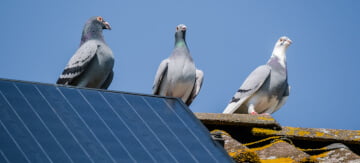 How to Stop Pigeons from Nesting Under Solar Panels - Featured Image