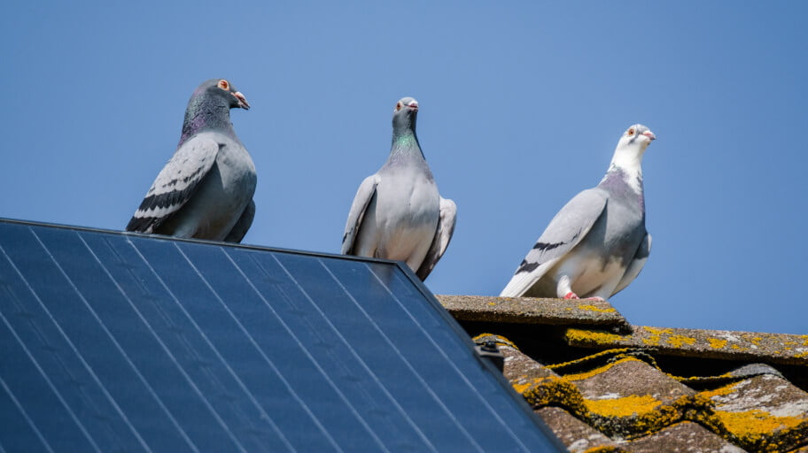 How to Stop Pigeons from Nesting Under Solar Panels