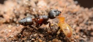 Ant vs termite