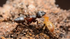 Ant fighting a termite