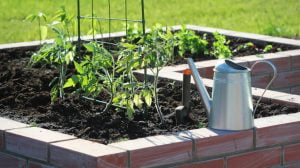 Choose the Best Soil for a Vegetable Garden