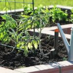 Choose the Best Soil for a Vegetable Garden - Featured Image