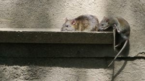 Rat Mites - Worse Than Bed Bugs?