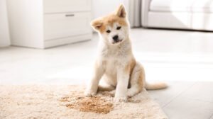 The Best Carpet Cleaning Solution for Pet Smells